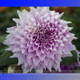 Heirloom Rare Different Types of Dahlia Flower Hybrid Seeds, Professional Pack, 50 Seeds / Pack, 100% True Varieties E3238