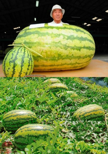 Giant Watermelon (250+ LBS) Organic Seeds, 1 Professional Pack, 20 Seeds / Pack, 'Iwanaga Giant' Rare Japan Cultivar Melon Seeds