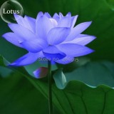 Rare Mixed Colors Lotus Beautiful Flowers, 20 Seeds, new long flowering attractive butterfly light up your garden E3705
