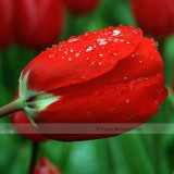 1 Professional Pack, 50 seeds / pack, Improved Red Rose Very Beautiful Flowers Fresh Garden Seed #NF415
