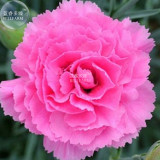 BELLFARM Dianthus Mixed Pinks Perennal Flower Seeds, 100 seeds, heirloom double petals for home garden bonsai plants BD165H