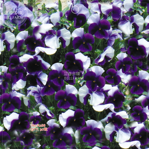 BELLFARM Pansy Dark Blue White Petals Flower Seeds, 30 Seeds, original pack, viola tricolor perennial root bonsai hardy flowers