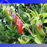 Organically Grown Mucho Nacho Jalapeno Hot Pepper Seeds, 30 Seeds. heirloom non-gmo vegetables E3559
