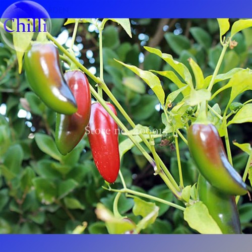 Organically Grown Mucho Nacho Jalapeno Hot Pepper Seeds, 30 Seeds. heirloom non-gmo vegetables E3559