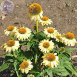 BELLFARM Sandy Yellow Echinacea Purpurea Coneflower Seeds, 200 seed, professional pack, perennial home garden fragrant flowers