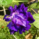 Purple Hige & Solid Morning Glory, 50 seeds, open with 5 split petals or a solid petal E4000