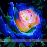 Rare Blue Pink Yellow Rose Bush Flower Seeds, Professional Pack, 100 Seeds / Pack, Light Fragrant Garden Flowers #NF676