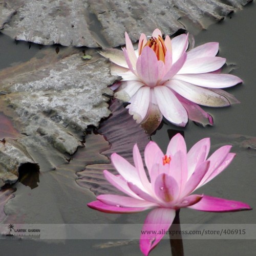 Heirloom Office Desk Small Pink Water Lily Seeds, Professional Pack, 1 Seed / Pack, Interesting Desk Bonsai Plant E3162