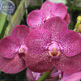 BELLFARM Orchid Rare Bonsai Mixed Perennial Flower Seeds, 100 seeds, professional pack, heirloom orchid open-pollinated plants