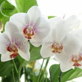Rare Mixed Colorful Phalaenopsis Amabilis Butterfly Orchid, 100 seeds, fragrant attract butterflies light up your garden E3692