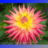 Heirloom Rare Different Types of Dahlia Flower Hybrid Seeds, Professional Pack, 50 Seeds / Pack, 100% True Varieties E3238