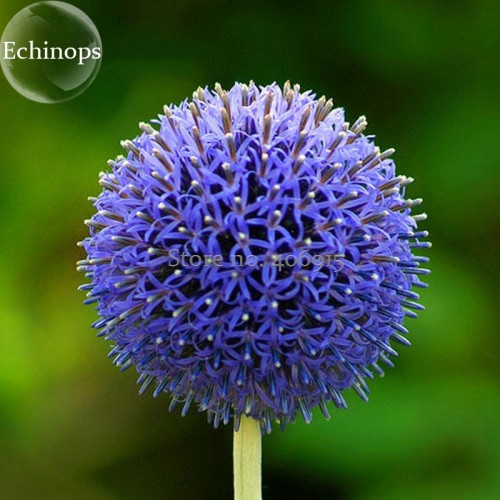 Blue Globe Thistle Echinops Big Onion Flowers, 50 Seeds, good-looking light up garden flowers E3708
