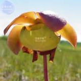 BELLFARM Sarracenia Purpurea Purple Pitcher Carnivorous Plant Seeds, 5 seeds, professional pack, 100% real succulent NF358