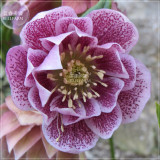BELLFARM Helleborus Hellebore Evergreen Flowering Plant Seeds, 5 seeds, heirloom winter rose big blooms flowers BD172H