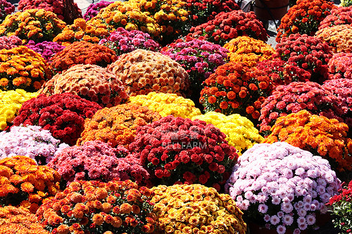 BELLFARM Dendranthema Grandiflorum Mixed Flower Seeds, 250 seeds, mixed 12 types of ground-cover chrysanthemum