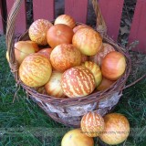 Tigger Tiger Miniature Personal Melon Heirloom Cucumis Melo Seeds, Professional Pack E3344