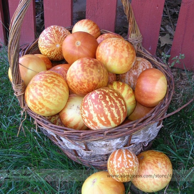 Tigger Tiger Miniature Personal Melon Heirloom Cucumis Melo Seeds, Professional Pack E3344