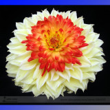 Heirloom Rare Different Types of Dahlia Flower Hybrid Seeds, Professional Pack, 50 Seeds / Pack, 100% True Varieties E3238