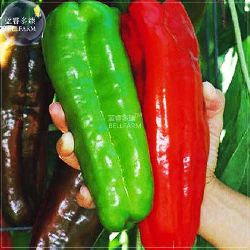 BELLFARM Giant Pepper Seeds Giant Marconi Hybrid Sweet Pepper, DIY Home Garden Vegetable Plant NF881