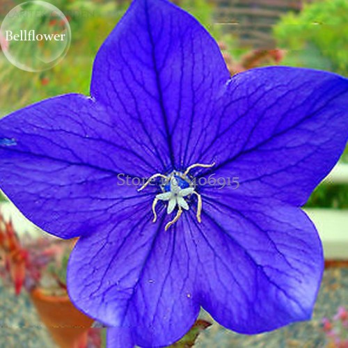 Rare Mixed Colorful Pink White Purple Red Campanula Bellflowers, 50 Seeds, fragrant dazzling flowers light up garden E3691