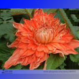 Heirloom Rare Different Types of Dahlia Flower Hybrid Seeds, Professional Pack, 50 Seeds / Pack, 100% True Varieties E3238