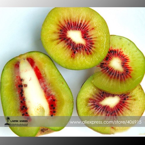 100% True Variery Mini Large Kiwi Fruit Heirloom Chinese Gooseberry Fruit Seeds, Professional Pack, 50 Seeds / Pack E3373
