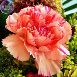 BELLFARM Carnation Giant Mixed Sweet Fragrant Flower Seeds, 200 seeds, professional pack, bi-color purple orange white black