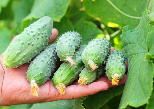 BELLFARM Cucumber Japanese Crisp Tender Tasty Vegetable Seeds, 50 seeds, high-yield heirloom home garden climbing vegetables