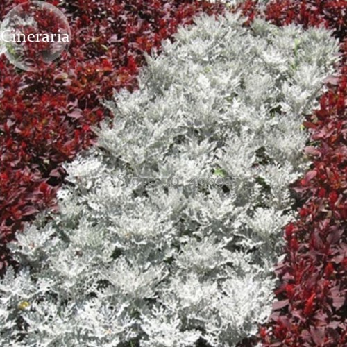 Senecio cineraria Silver Dusty Miller Ornamental Herb Plants, 20 seeds, mosquito repellent grass E3868