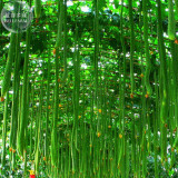 BELLFARM 15+ Long Loofah Organic Seeds, Original Pack, green towel gourd luffa organic vegetables BD039H