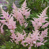 BELLFARM Pink Astilbe Chinensis Flower Seeds, 100 seeds, Chinese astilbe shrubs home garden balcony potted plant BD185H