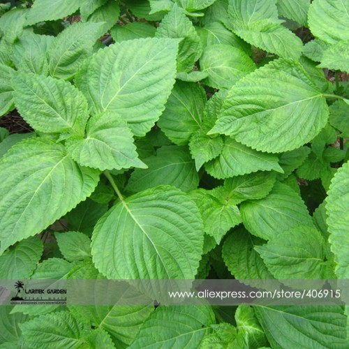 Heirloom Green Perilla Seeds, Professional Pack, 100 Seeds / Pack, Organic Refreshing Herbs E3380