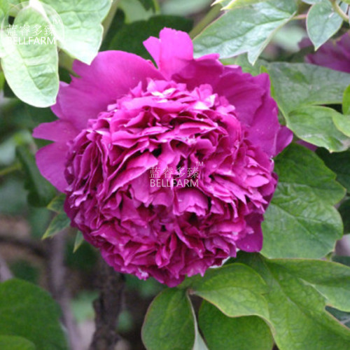 BELLFARM Peony 'Shou An Hong' Dark Purplish Red Flower Seeds, 5 seeds, professional pack, big blooms crown-type perennial flower