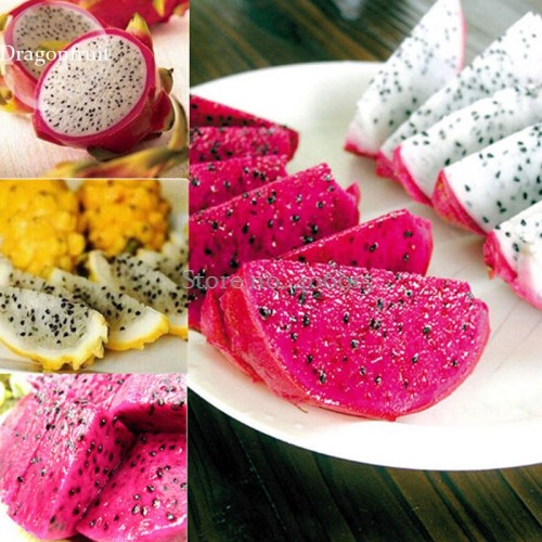 Organic Dwarf Pitaya Dragon Fruit Mixed Yellow Red White Colors, 100 seeds, tasty organic exotic juicy fruits E3907