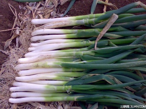 1000 Seeds Chinese Green Onion Fresh Vegetables Welsh Onion Scallion Seeds