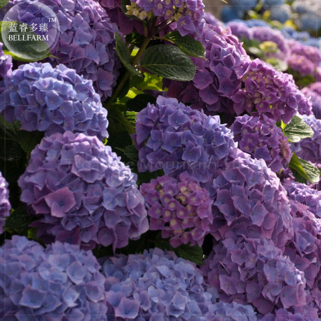 BELLFARM 20+ Mixed 9 Types of Hydrangra Seeds, Professional Pack, perennial garden wedding party flower plant BD007H