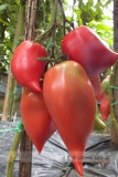Rare Korean Long Tomato Seeds, Professional Pack, 300 Seeds / Pack, Heirloom Organic Vegetables Seed #LG00012