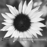 Italian White Sunflower Seeds, Professional Pack, 20 Seeds / Pack, Great in arrangements or the garden,Organic Non-Gmo E3377