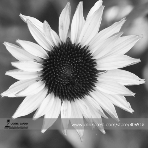 Italian White Sunflower Seeds, Professional Pack, 20 Seeds / Pack, Great in arrangements or the garden,Organic Non-Gmo E3377