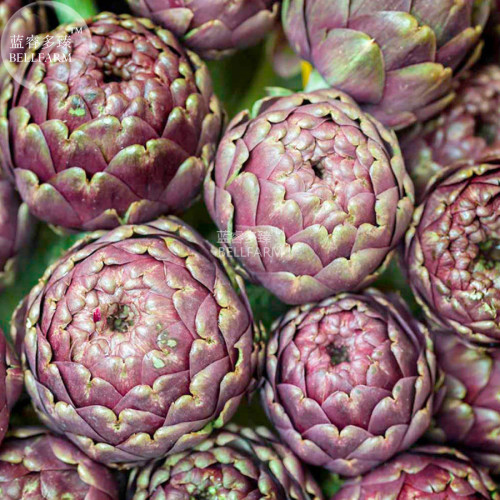BELLFARM Artichoke Purple Violet De Provence Vegetable Seeds, 4 seeds, professional pack, heirloom organic vegetables