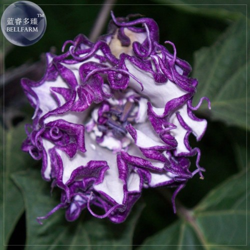 Purple Moon Angel Trumpet Datura / Yellow Datura Metel Flowers, Professional Pack, 20 Seeds, very beautiful flowers E4066