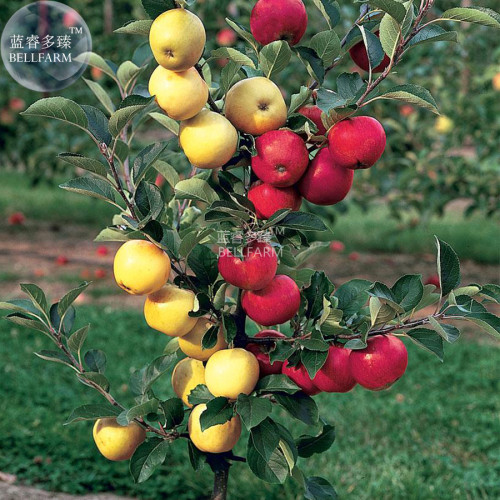 BELLFARM Dwarf Red Yellow Apple Tree Seeds, 10 seeds, professional pack, easy grow bonsai organic fruits