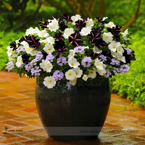 Pixie Dust Combination Petunia Annual Plant Bonsai Flower Seeds, Professional Pack, 100 Seeds / Pack E3299