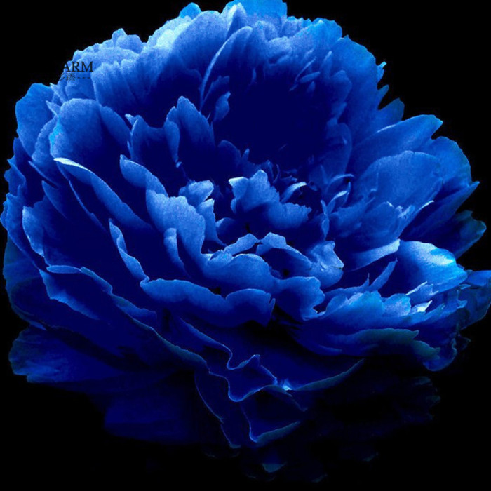 US$ 0.72 - BELLFARM Rare 'Luo Yang' Dark Blue Tree Peony Flower Bonsai, 5  Seeds, New Variety Light up Your Garden NF736 - www.deargogo.com