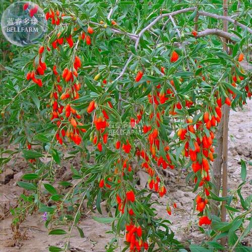 BELLFARM Chinese Wolf Berry Lycium chinense Herb Tree Seeds, 2000 seeds, professional pack, garden healthy goji berries tree