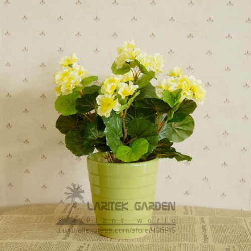 1 Professional Pack, 10 Seeds / Pack, Rare Chinese Crabapple Seeds, Orange Yellow Flowers Malus Baccata Scent Crabapple #A00107
