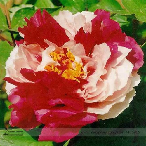 Heirloom 'Er Qiao' White Dark Red Fragrant Peony Tree Flower Seeds, Professional Pack, 5 Seeds / Pack, Beautiful Flower E3204