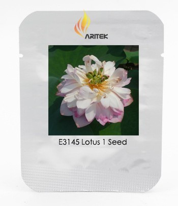 Heirloom White Pink Double Wrinkled Nelumbo Nucifera Lotus Flower Seeds, Professional Pack, 1 Seed / Pack, Strong Fragrant E3145