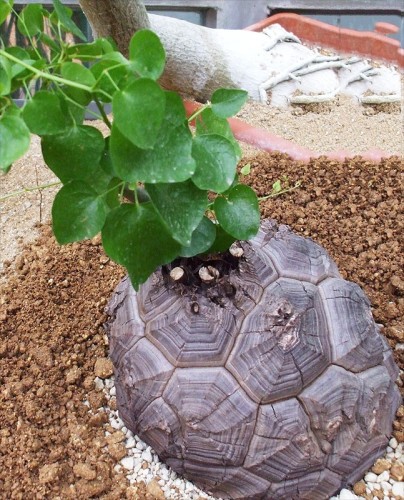 Dioscorea Elephantipes Imported Elephant's Foot Yam Seeds, Professional Pack,  bonsai indoor or outdoor available TS274T