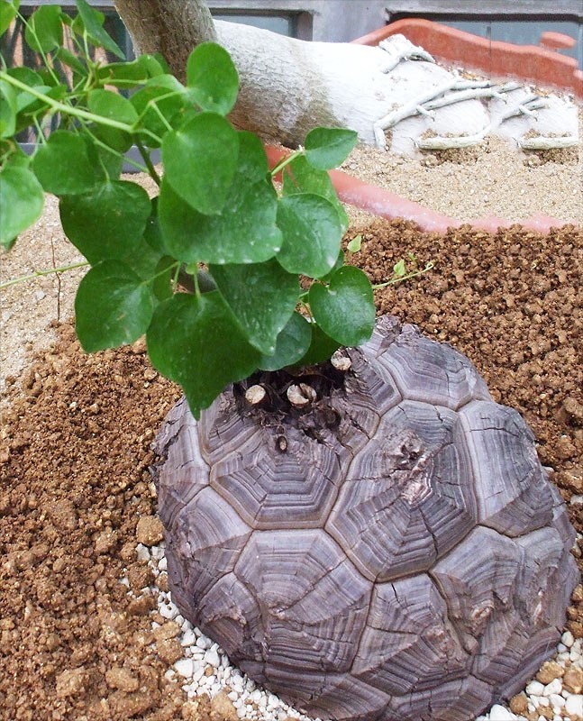US$ 2.92 - Dioscorea Elephantipes Imported Elephant's Foot Yam Seeds,  Professional Pack, bonsai indoor or outdoor available TS274T -  www.deargogo.com